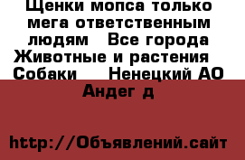 Щенки мопса только мега-ответственным людям - Все города Животные и растения » Собаки   . Ненецкий АО,Андег д.